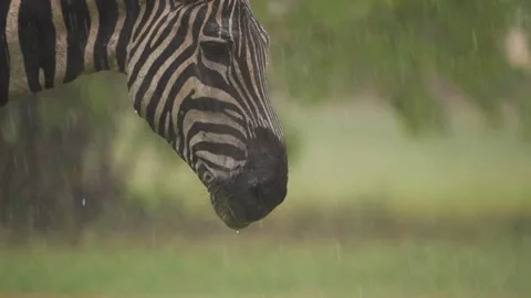 Zebra Face Close-Up in Heavy Rain Stock Footage 333696079