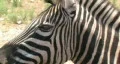 Zebra face close M HD HD Footage
