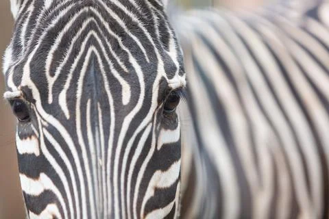 Zebra Face Close Up Stock Photos