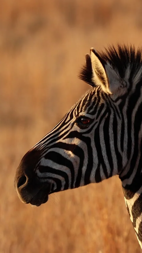 Zebra Face Close Up at Sunrise, Eye Catching the Light Stock Footage 345105538