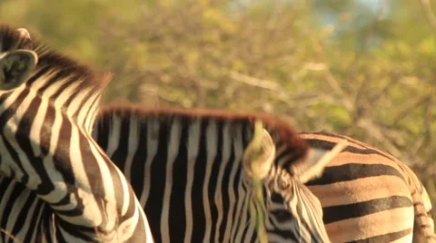 Zebra face comes into Frame MS SLOMO GF Stock Footage 50520180