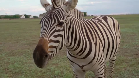 Zebra face eating nervously Vídeo Stock 150870686