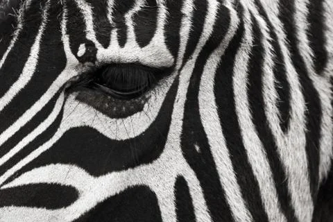 A zebra face with eye up close. Makes a nice background. Stock Photos