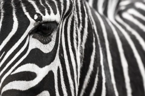 A zebra face with eye up close. Makes a nice background. Stock Photos