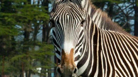 Zebra Face Stock Footage 58015517