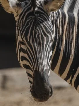 Zebra face in nature Stock Photos