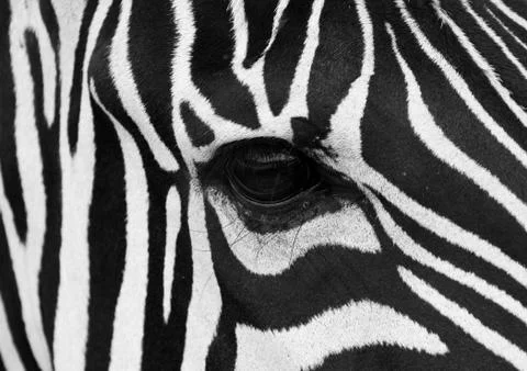 Zebra face Stock Photos