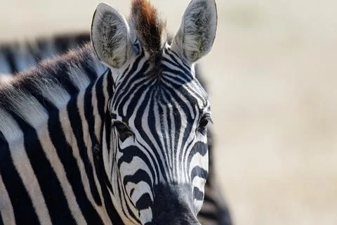 A zebra is facing the camera with its ears pricked forward. Foto stock