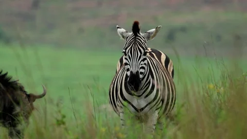 Zebra facing camera swishing tail in African grassland slow zoom Stock Footage 332517540