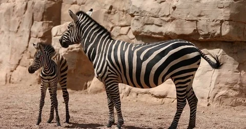 Zebra family Video stock 80189786