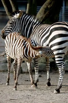 Zebra fedding Stock Photos