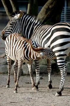 Zebra fedding Foto stock