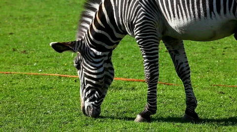 Zebra feed on grass Stock Footage