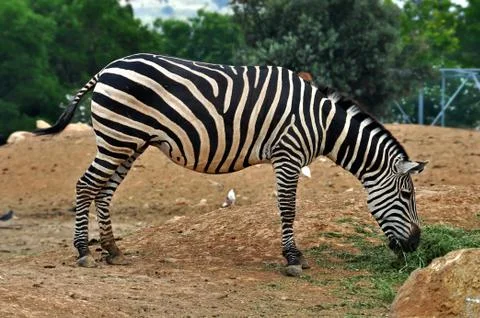 Zebra feeding on grass Stock-Fotos