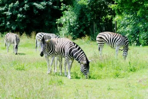 Zebra feeding Stock Photos