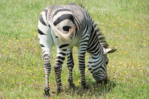 Zebra feeding Stock Photos