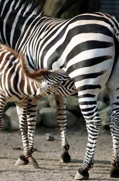 Zebra feeding Stock Photos