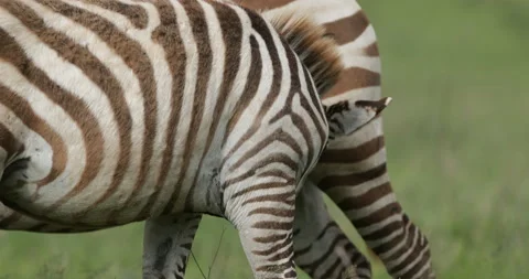 Zebra feeding in the wild Stock Footage 138130005