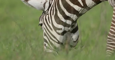 Zebra feeding in the wild Stock Footage 138130454