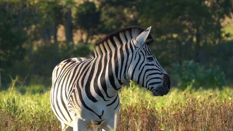Zebra in field grazing in evening light Stock Footage 128397566