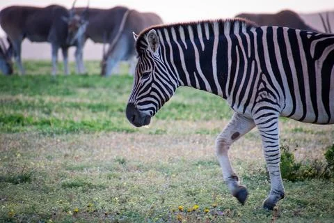 Zebra in field Stock Photos
