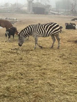 Zebra in the Field Stock Photos