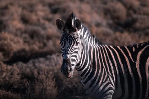 A zebra in a field 스톡 사진