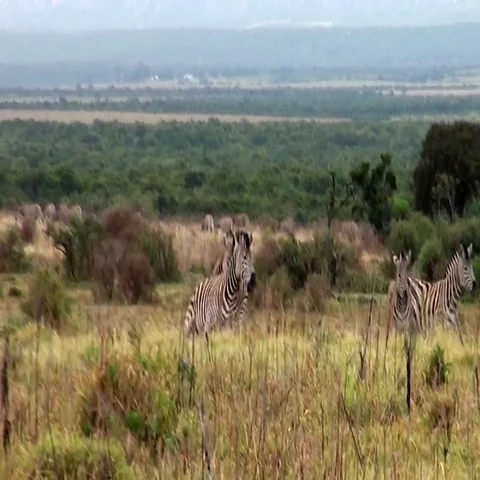 Zebra Fight Stock Footage 69569227