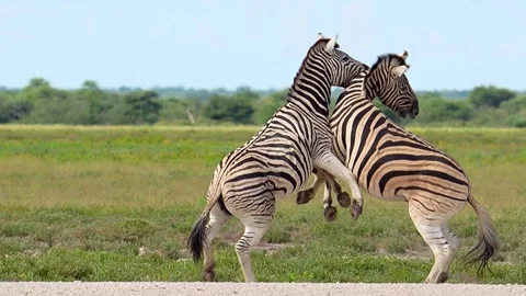 Zebra Fighting Namibia Etosha National Park Stock-Footage 314893501
