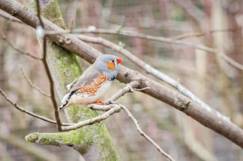Zebra finch in an aviary Stock Photos