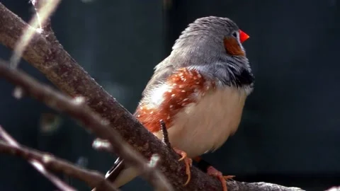 Zebra Finch Bird Stock Footage 229825733
