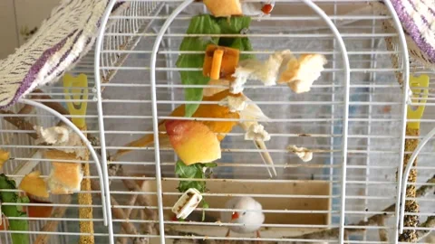 Zebra finch in a cage Stock Footage 151836549