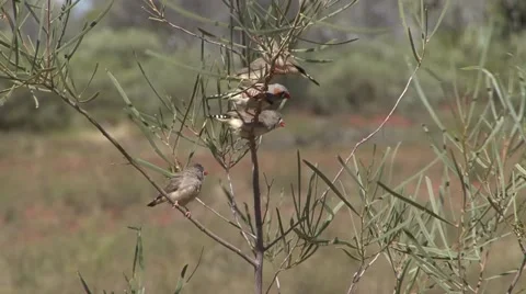 Zebra Finch flock in tree Stock Footage 57236743