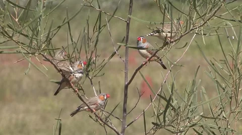 Zebra Finch flock in tree Stock Footage 57236758