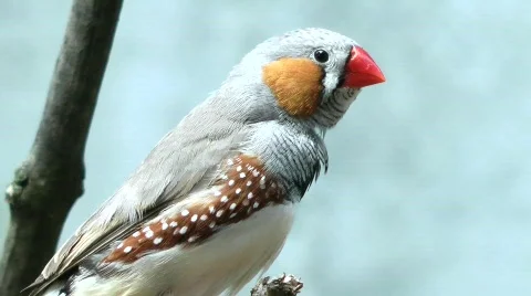 Zebra Finch Stock Footage