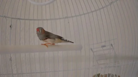 Zebra finch moving inside white cage Stock Footage 310139700