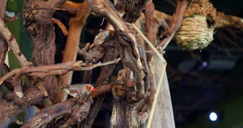 Zebra Finch with patterned gray and orange plumage elegantly sits on trees Stock Footage 261726816