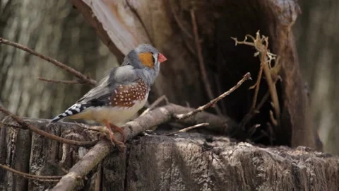 Zebra finch perched on tree branch near hollow trunk Stock Footage 198661104
