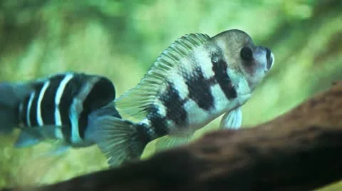 Zebra fish Stock Footage 22025588