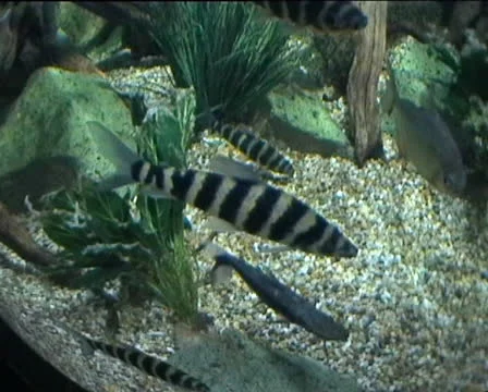 Zebra Fish Stock Footage 22520753