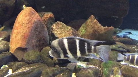 Zebra fish Stock Footage 90898327