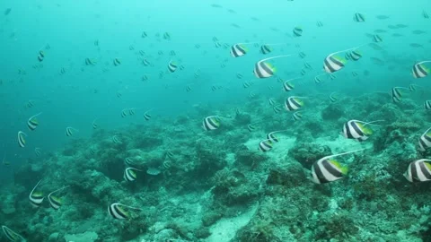 Zebra fish great barrier reef, ocean life Stock Footage 302425649