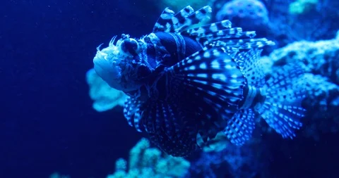 Zebra fish swimming in the depth Stock Footage 123822728