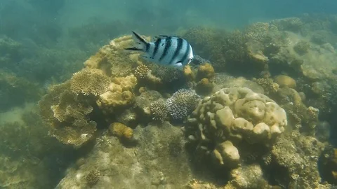 Zebra fish underwater Stock Footage