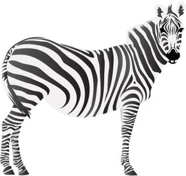 Zebra Flat Illustration Stock Illustration