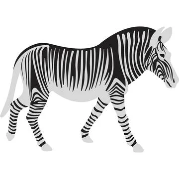 Zebra in flat style. Striped black and white animal. Stock Illustration