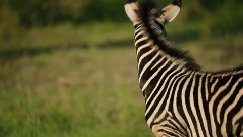 Zebra foal blending into the background of the mother striped fur coat Stock Footage 281009321