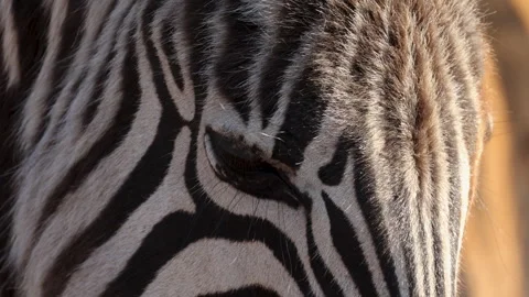 Zebra Foal eyes blinking and head patterns, extreme closeup macro detail Stock Footage 278255448