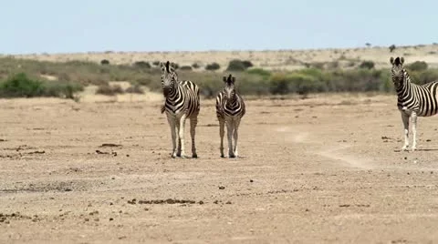 Zebra foal Video stock 12653606