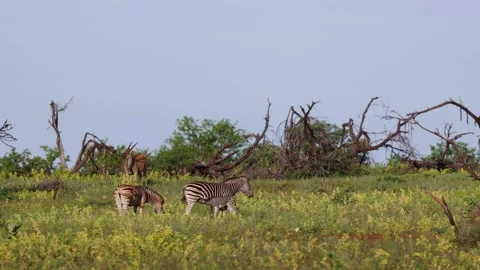 Zebra Sounds Stock Video Footage Royalty Free Zebra Sounds Videos Pond5